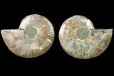 Bargain, Agate Replaced Ammonite Fossil - Madagascar #158333-1